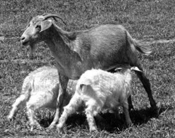 Yearling goat with two kids suckling