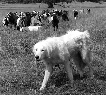 Livestock guard dog with a herd of goats in the background