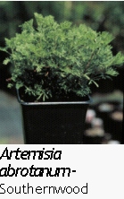 artemisia