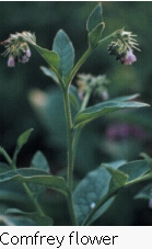 Comfrey flower