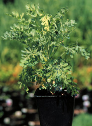 Drying Herbs - Alabama Cooperative Extension System