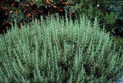 Drying Herbs - Alabama Cooperative Extension System