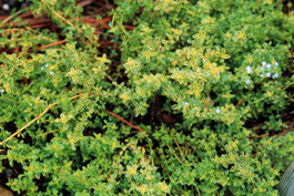 growing thyme in austin