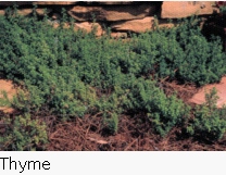 thyme