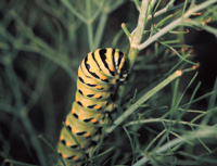 Swallowtail butterfly caterpillar on a plant stem
