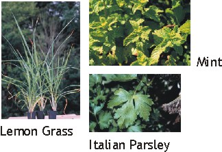lemon grass, mint, and italian parsley