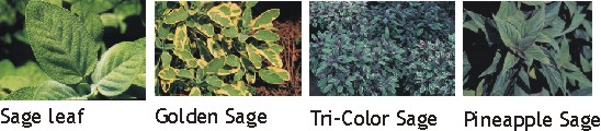 sage leaf, golden sage, tri-color sage, and pineapple sage