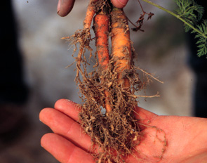 Figure 1. Root-knot galling.