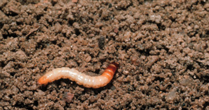 Wireworm