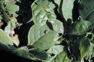 Vegetable weevil larvae