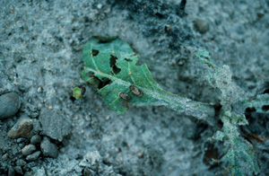 Adult vegetable weevil