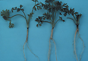 Figure 2. Root forking caused by Pythium.
