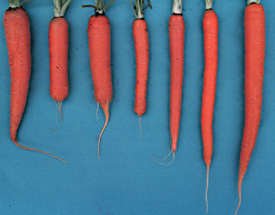 Stumped carrots