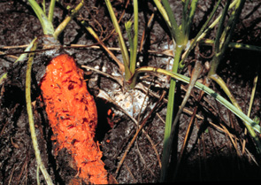 Figure 4. Above ground symptoms and signs of infection caused by Schlerotium rolfsii.