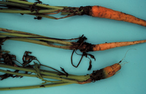 Carrots with dark rot near the leaves