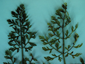 Comparison of carrot foliage. The foliage on the left is darker.