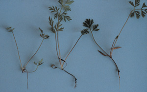 Figure 9. Alternaria dauci on seedling carrots.