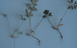 Carrot seedlings