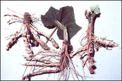 roots with nematode damage