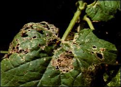 Damage to leaf and stem from cucumber beetle