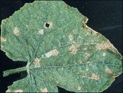 Dried leaf with brown spots