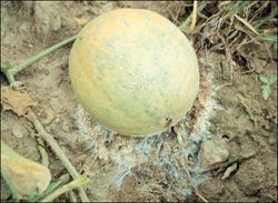 Southern blight affecting a melon