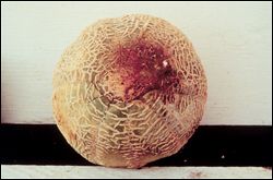 Crown rot on melon