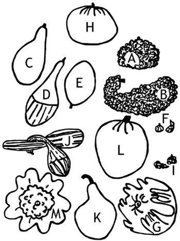 Shapes of ornamental gourd, labeled with letters (explained below)