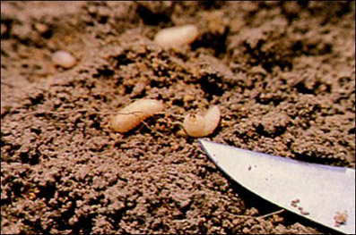 whitefringed beetle larvae