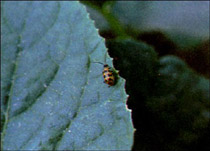 spotted cucumber beetle