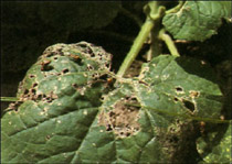 leaf with cucumber beetle damage