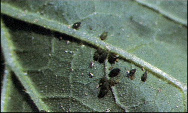 Underside of a leaf with aphids clustered on it