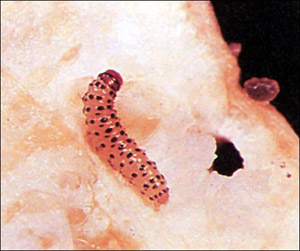 young pickleworm larva