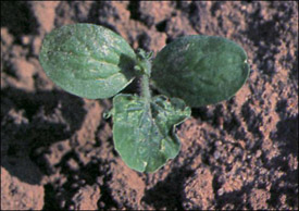 seedling with thrips damage on a leaf