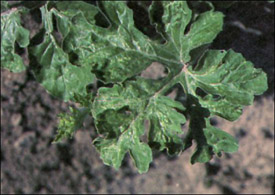 thrips damage on a mature leaf