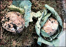 Sclerotinia sclerotiorium on cabbage heads