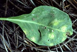 Leaf with yellowed spots caused by virus