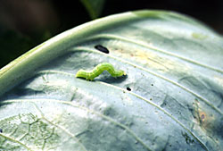 Cabbage looper caterpillar