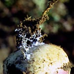 Turnip root aphid