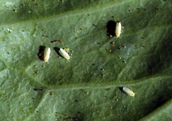 Silverleaf whiteflies on leaf