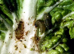 Vegetable weevil larvae