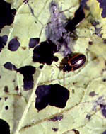 Yellow-margined leaf beetle adult