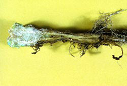 Root with cabbage yellows