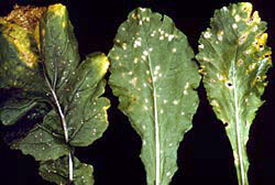 Leaves with various types of spots and yellowing