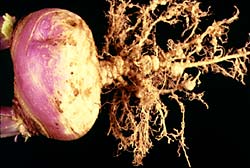Root-knot nematode on turnip