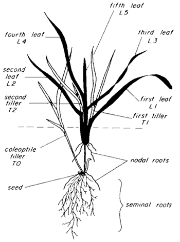 Wheat anatomy showing nodal and seminal roots, first through fifth leaves, tiller leaves, and seed.