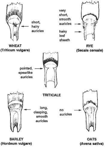 leaf characteristics of small grains. Wheat has short, hairy auricles. Rye has very short, smooth auricles and hairy leaf sheath. Triticale has pointed, spearlike auricles. Barley has long, clasping, smooth auricles. Oats have no auricles.