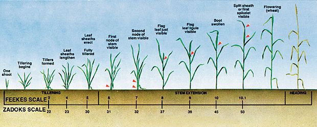 Wheat growth from single shoot to flowering wheat with Feekes and Zadoks scales