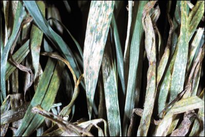 Powdery mildew on leaves