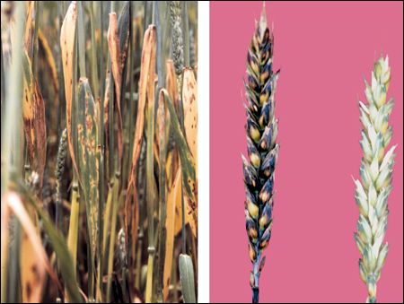 Stagonospora blotch on wheat plant and wheat heads